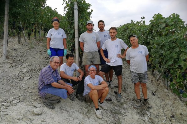 Team Elio Altare in vendemmia