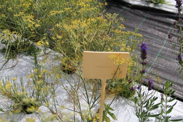 erbe officinali biologiche